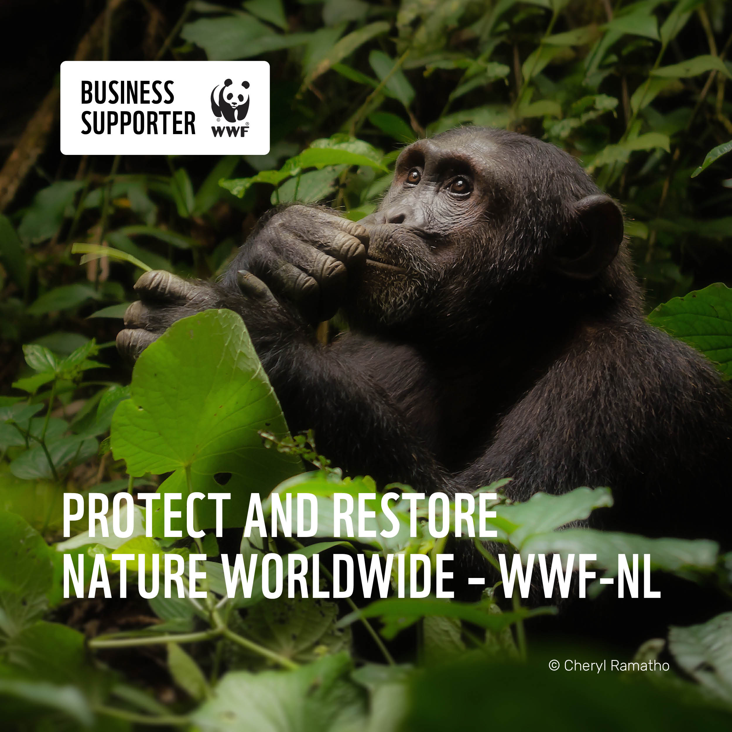Business Supporter World Wildlife Fund